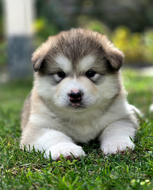 Alaskan malamute