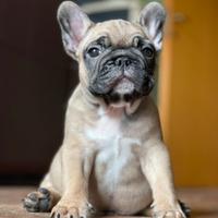 Cucciolo di bulldog francese