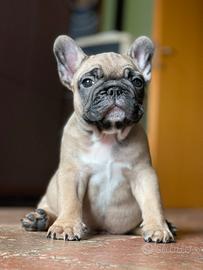 Cucciolo di bulldog francese