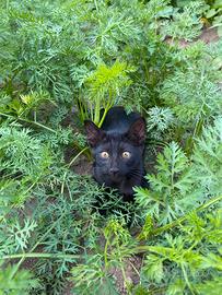 Gattina nera