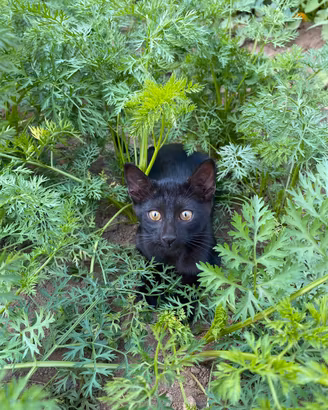 Gattina nera