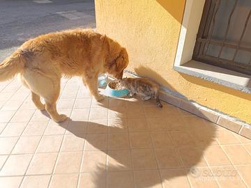 Golden Retriever per accoppiamento