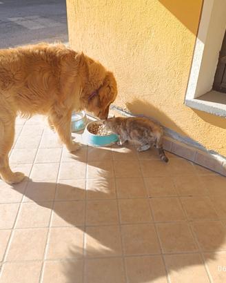 Golden Retriever per accoppiamento