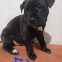 Incrocio Red nose e simil labrador
