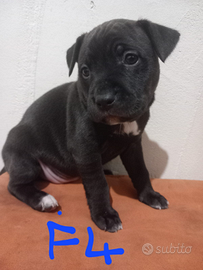 Incrocio Red nose e simil labrador