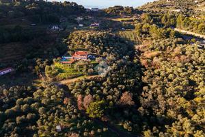 TER. AGRICOLO A COSTARAINERA