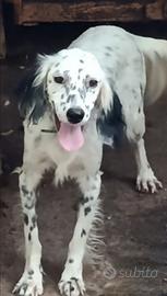 Setter inglese