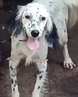 Setter inglese