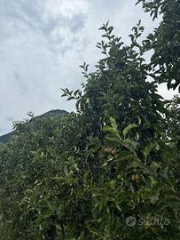 Coltivazioni mele alta Val di Non