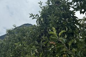 Coltivazioni mele alta Val di Non