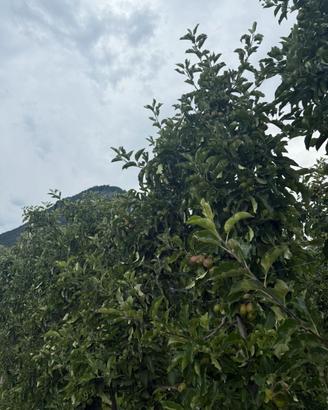 Coltivazioni mele alta Val di Non