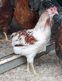 Coppia araucana