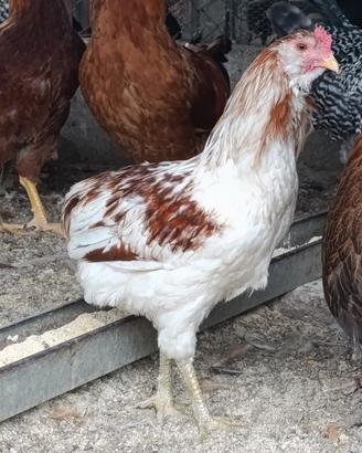 Coppia araucana
