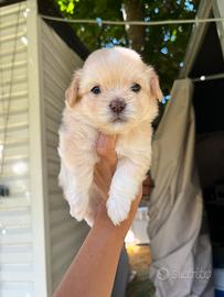 Maltipoo