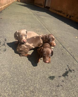 Cuccioli bassotto kaninchen