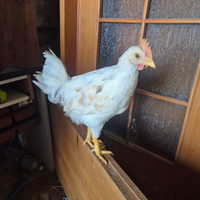 Gallo livornese/ Isa Brown