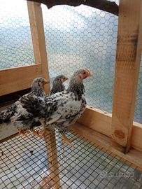 Pulcinotti gallina robusta maculata