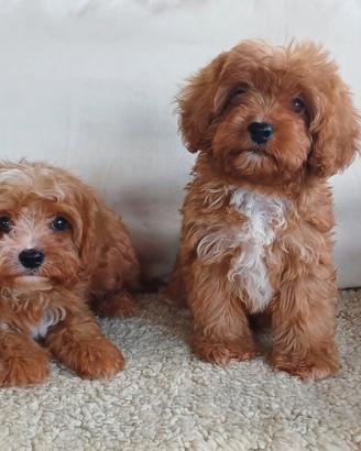 Maltipoo cuccioli