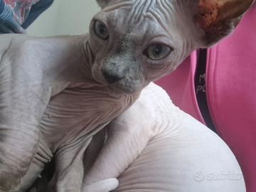 Cuccioli di sphynx