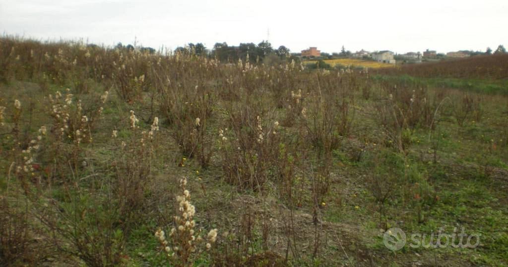 Immobile in asta di 37260 m² a Ariccia - Vista 4