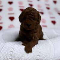 Barboncini red Brown intenso tre mesi mini minitoy