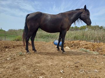 Cavalla morella 4 anni