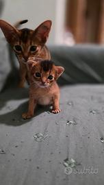 Abissini gattini