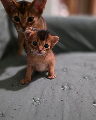Abissini gattini