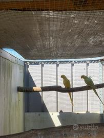 Coppia parrochetti dal collare