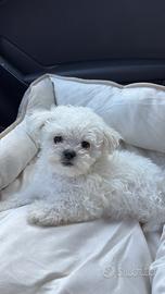 Maltese Toy