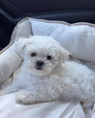 Maltese Toy