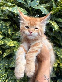 Disponibili alla prenotazione cuccioli Maine Coon