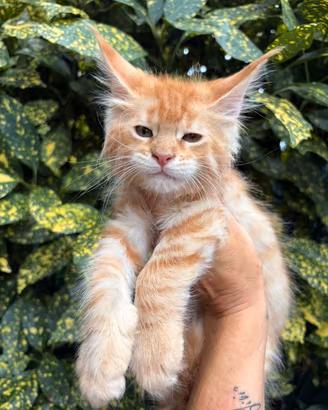 Disponibili alla prenotazione cuccioli Maine Coon