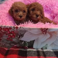 Barboncino Toy con Pedigree ENCI