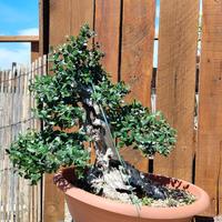 Bonsai Idea mediterranei