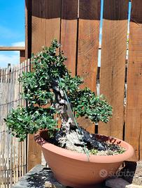 Bonsai Idea mediterranei