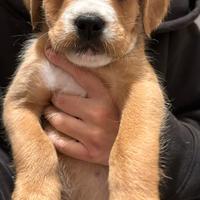 Cucciolo cane mix pitbull