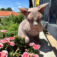 Gatto sphynx