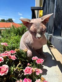 Gatto sphynx