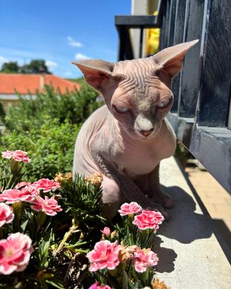 Gatto sphynx