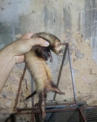 Furetto