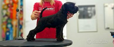 Schnauzer nano nero