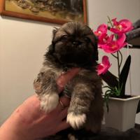 Cuccioli di Pechinese Fulvi