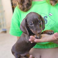 ?Bassotto Femmina cioccolato pedigree ENCI