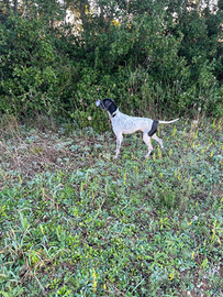 Puenter femmina 2 anni