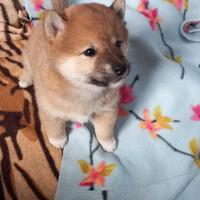 Cucciola shiba inu rossa pedigree
