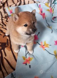 Cucciola shiba inu rossa pedigree