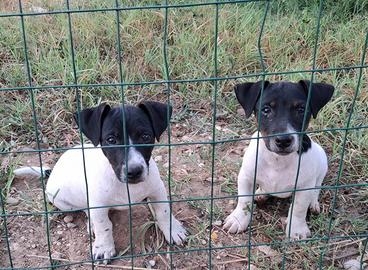 jack russell cuccioli