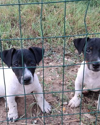 jack russell cuccioli