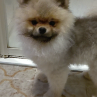 Volpino nano di Pomerania (Spitz tedesco)